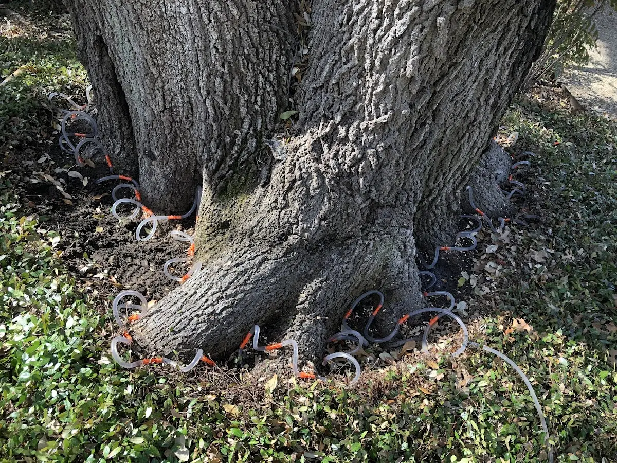 Detailed Tree Cabling and Bracing job site in Little Eagle
